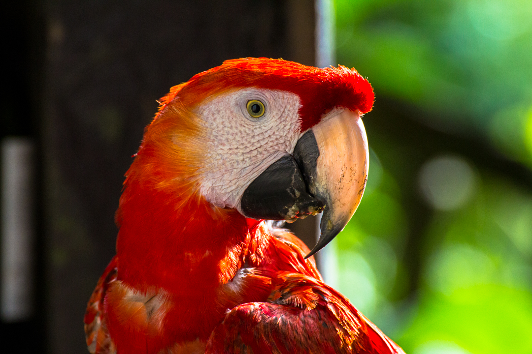 Perrot