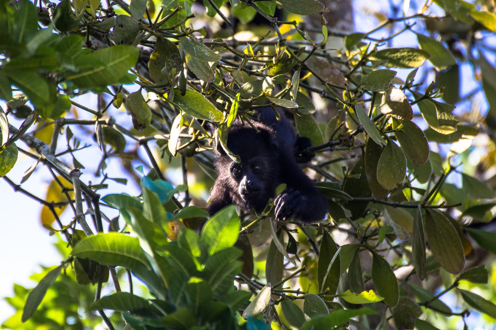 Monkey